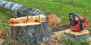 Best Stump Grinding and Removal  in Fabens, TX