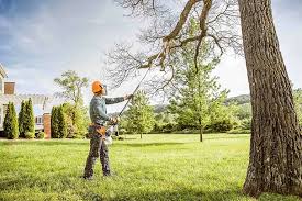 Best Hedge Trimming  in Fabens, TX