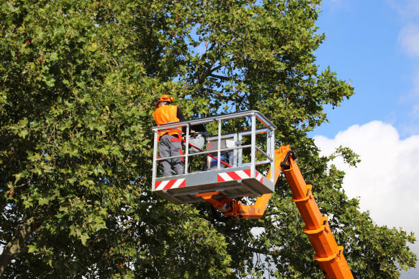 Best Tree Removal  in Fabens, TX