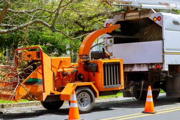 Best Arborist Consultation Services  in Fabens, TX