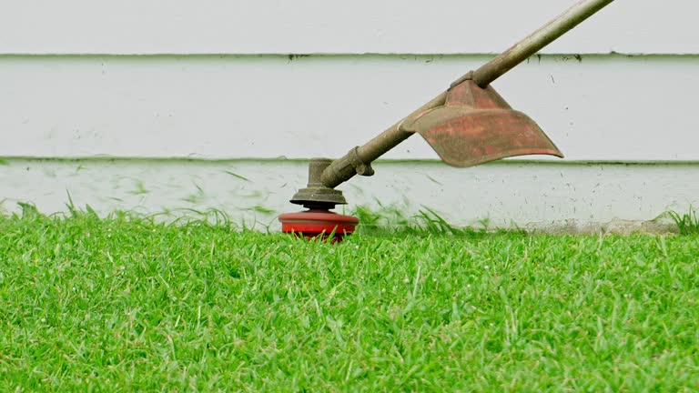Fabens, TX Tree Services Company