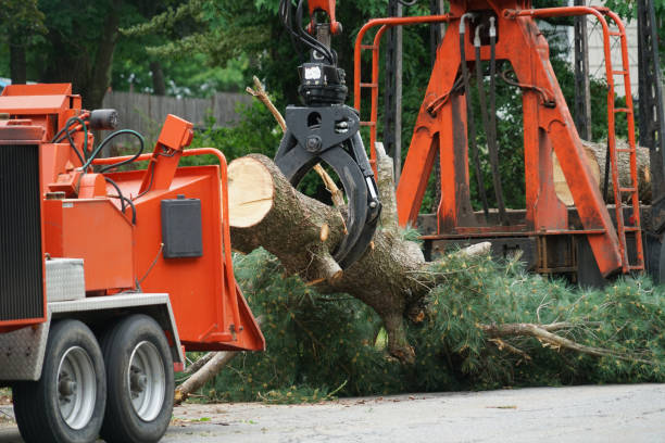 How Our Tree Care Process Works  in  Fabens, TX
